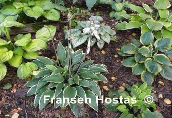 Hosta Turnabout